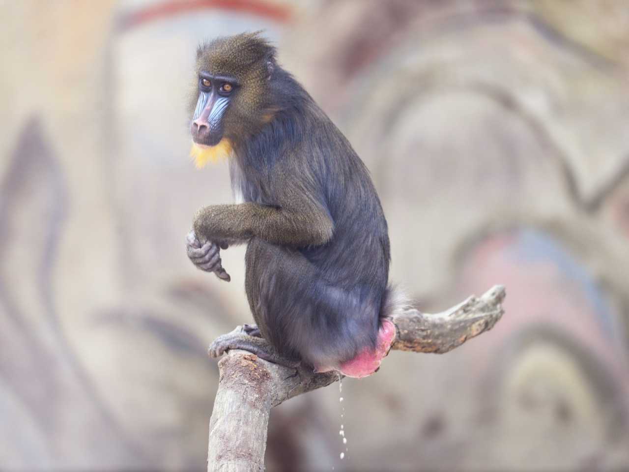 Zdjecie miejsca Gdański Ogród Zoologiczny