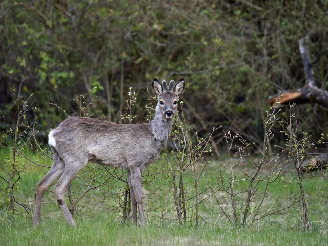 Zdjecie miejsca Kampinoski Park Narodowy