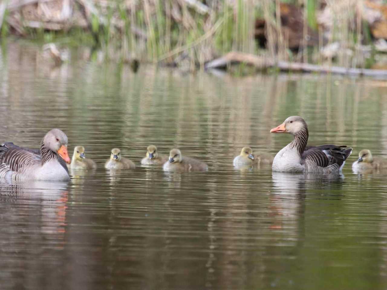 Zdjecie miejsca Kampinoski Park Narodowy