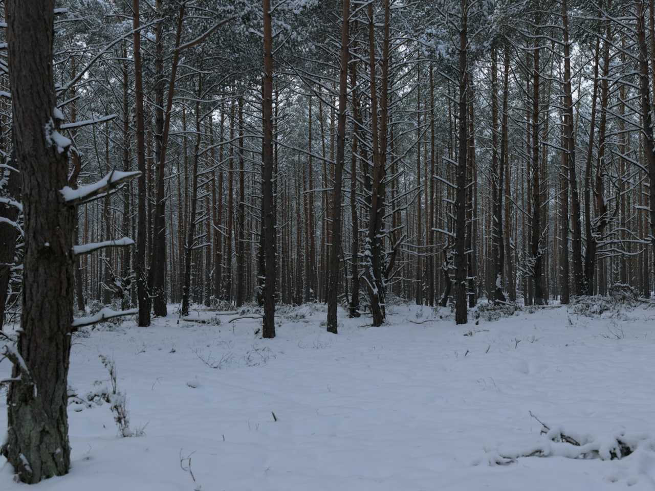 Zdjecie miejsca Kampinoski Park Narodowy