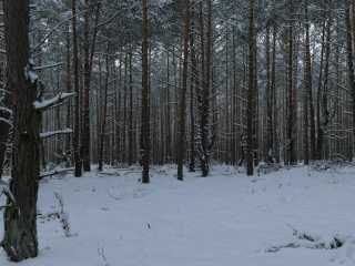 Zdjecie miejsca Kampinoski Park Narodowy