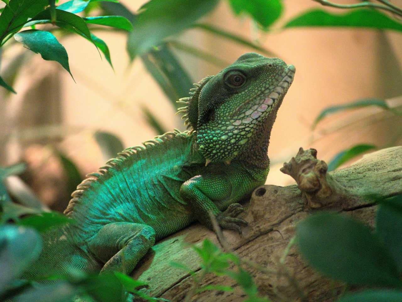 Zdjecie miejsca Miejski Ogród Zoologiczny im. Antoniny i Jana Żabińskich w Warszawie