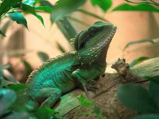 Zdjecie miejsca Miejski Ogród Zoologiczny im. Antoniny i Jana Żabińskich w Warszawie