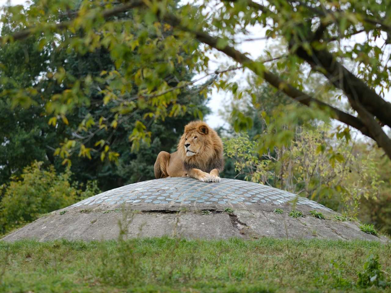 Zdjecie miejsca Miejski Ogród Zoologiczny im. Antoniny i Jana Żabińskich w Warszawie