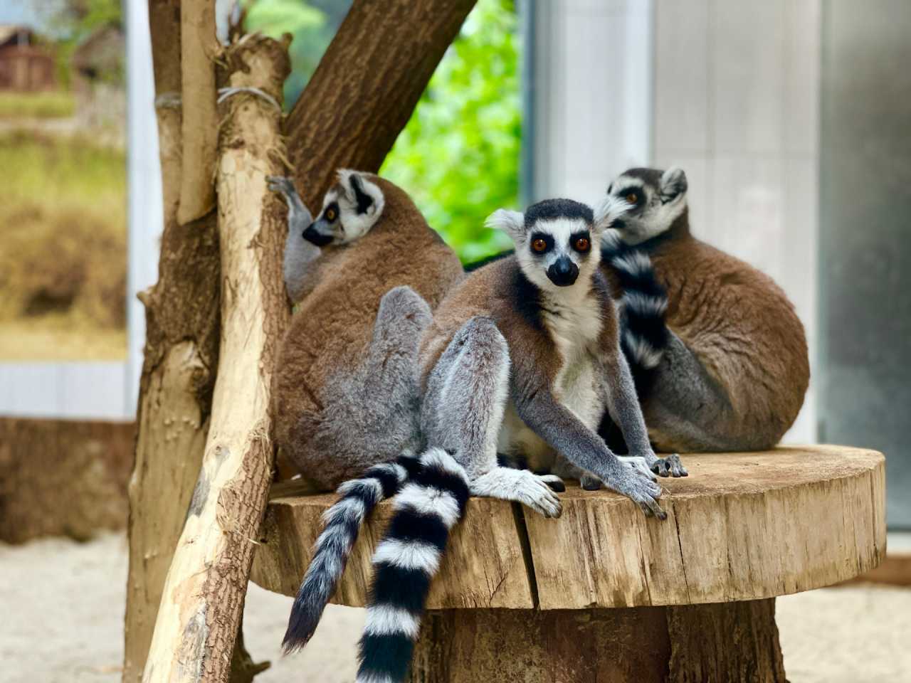Zdjecie miejsca Miejski Ogród Zoologiczny im. Antoniny i Jana Żabińskich w Warszawie