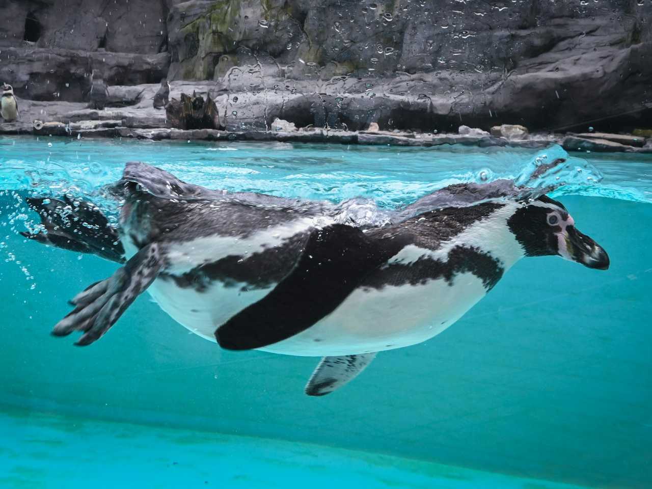 Zdjecie miejsca Miejski Park i Ogród Zoologiczny w Krakowie