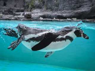 Zdjecie miejsca Miejski Park i Ogród Zoologiczny w Krakowie