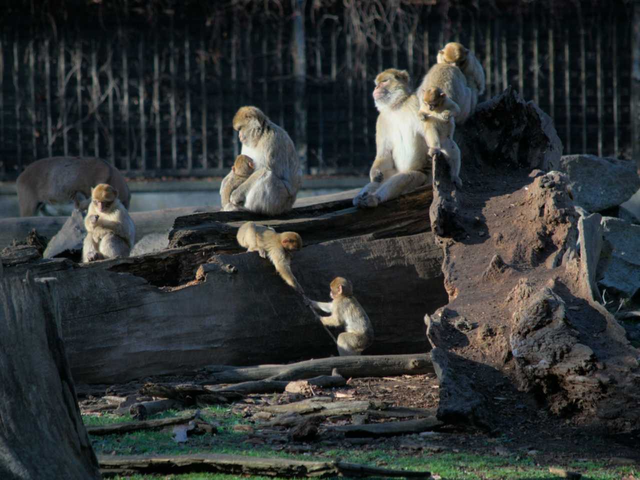 Zdjecie miejsca ZOO Wrocław