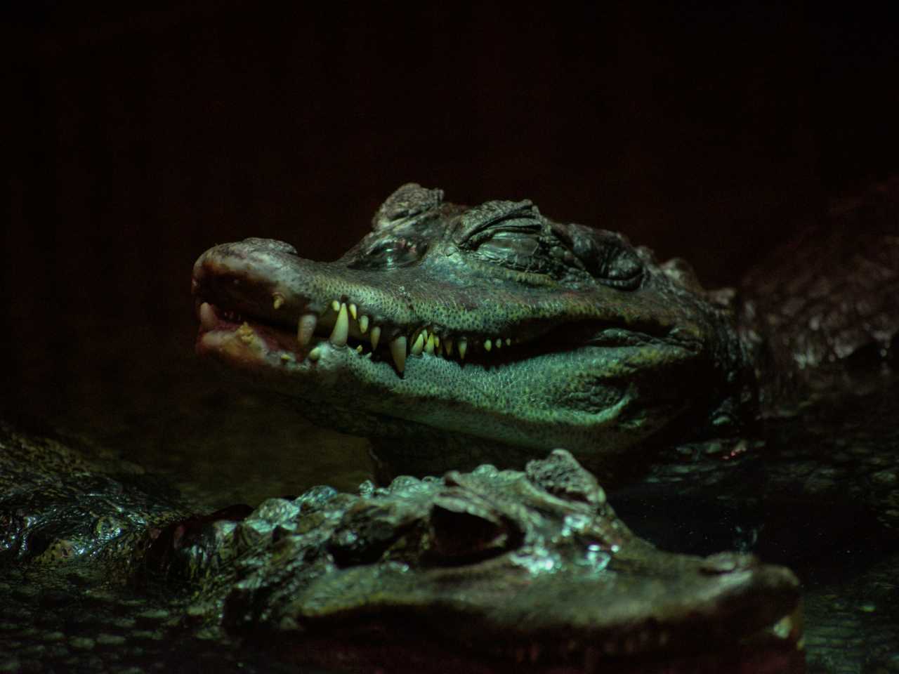 Zdjecie miejsca ZOO Wrocław